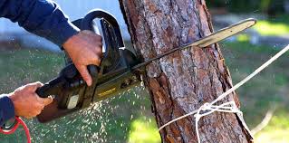 How Our Tree Care Process Works  in  Orrville, OH